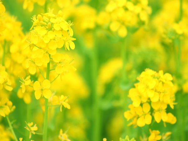 菜の花♪